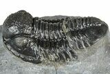 Detailed Gerastos Trilobite Fossil - Morocco #363944-1